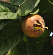 Mispel Nottingham 100-125cm -