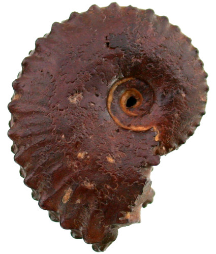 Dogger distichoceras - dogger,