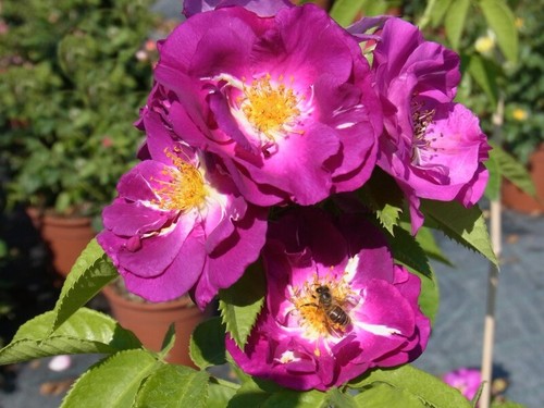 Beetrose rose rhapsody - rhapsody, in