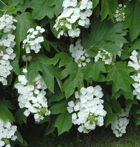 Eichenblättrige hortensie - eichenblättrige,