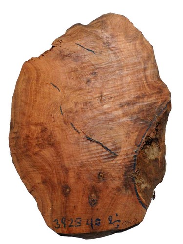 Thuja wurzelholz thuya - thuja,