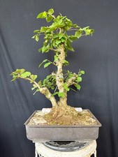 Rote grüne haselnuss - grüne, bonsai