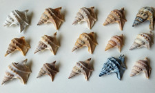 Pelikanfuß schnecke - x,