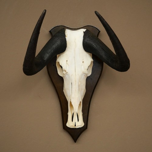 Gnu kleines weißschwanzgnu - gnu,