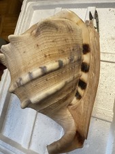 XXL Muschel Cassis Cornuta