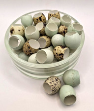 40 halbe Wachteleierschalen Dekoration Basteln Ostern blaue Vogeleier natur
