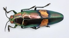 Buprestidae, Chrysochroa