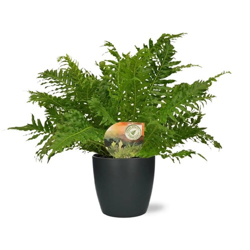 Farn blechnum silber lady - farn,