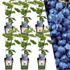 6x Biologische Weinpflanzen -