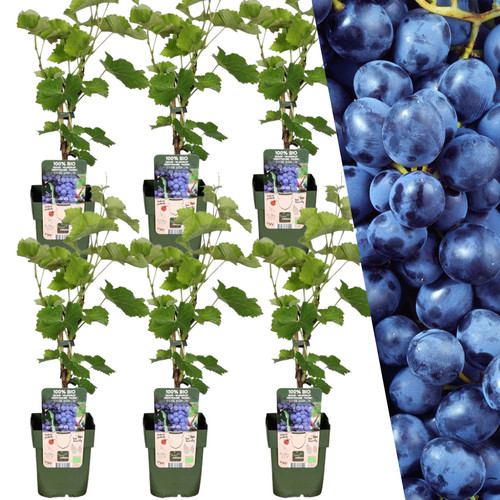Biologische weinpflanzen - biologische,