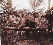 Sri Lanka Ceylan Elefant