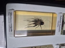 Mittelmeer Feldgrille Mini