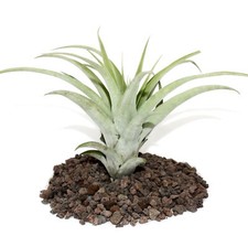 Exotenherz - Tillandsia