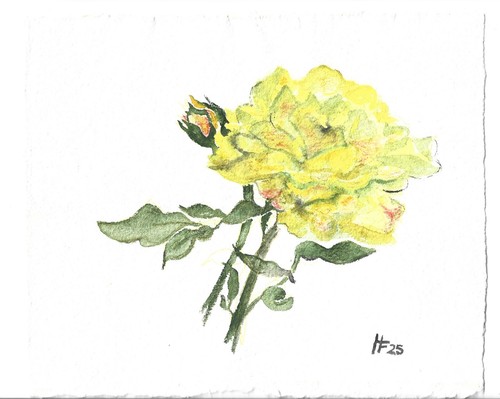 Aquarell original gelbe rose - aquarell,