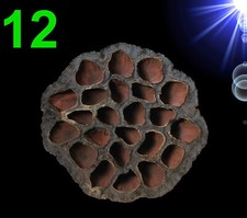 TOP Aquarium Deko 🐠