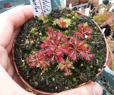 Drosera spatulata var
