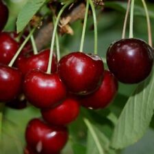 Hedelfinger Riesen großfruchtige Kirsche Halbstamm 150-170  cm 10 L Colt