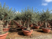 Olivenbaum Olive "45 Jahre"