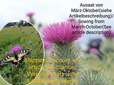Gewöhnliche Kratzdistel, Cirsium vulgare, bull thistle, 60 seeds, samen, essbar