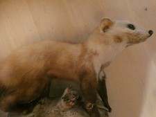 Marder Präparat präpariert ausgestopft Taxidermy Steinmarder