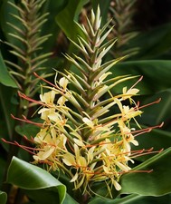SAMEN Topf-Pflanze Schmetterlings-Ingwer gute Samen Samenzeit Blumen Balkon Same