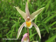 Bletilla coritani - gelb-rosa