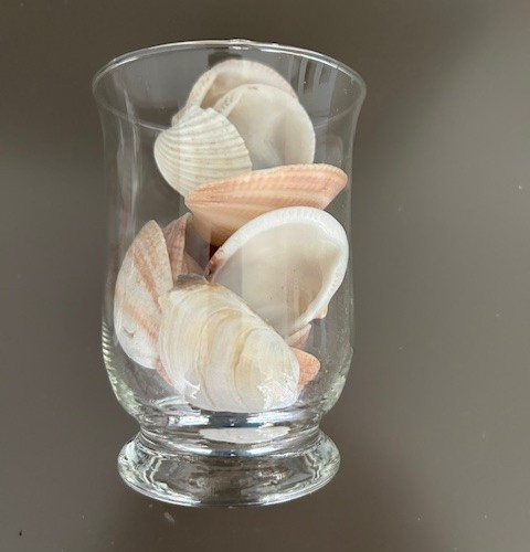 Maritine deko muscheln - deko,