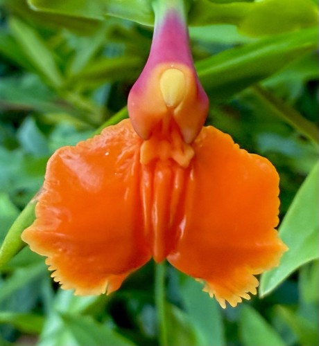 Epidendrum species orange doll - epidendrum,
