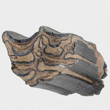 Fossil Wildpferd Backenzahn