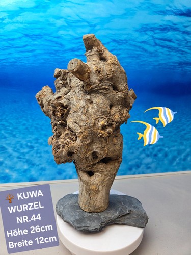 Aquarium kuwa wurzel - 🌳aquarium, auf