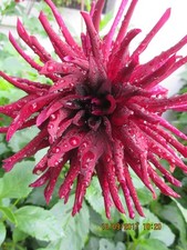 Dahlienknollen, Weinrot