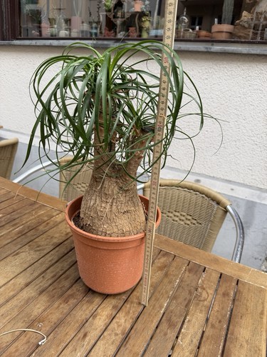 Beaucarnea recurvata big size