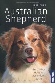 Australian shepherd - australian,