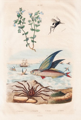 Exocet fliegende fische flying - fliegende,