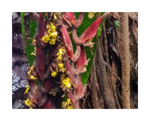 10x heliconia fragilis - heliconia,