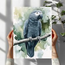 Graupapagei Vogel Premium