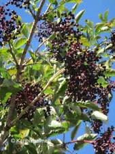 Sambucus nigra 'Haidegg 17' - großfrüchtiger Holunder - Pflanze 30-50cm