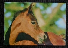 Pferdepostkarte, AK Pferde