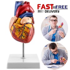 Lebensgröße Medizinisches