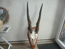 Eland Elandantilope afrik. Geweih Jagdtrophäe Design Deko Unikat