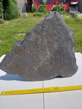 Ammonit Fossil Schnecke