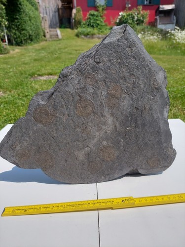 Ammonit fossil schnecke - ammonit,