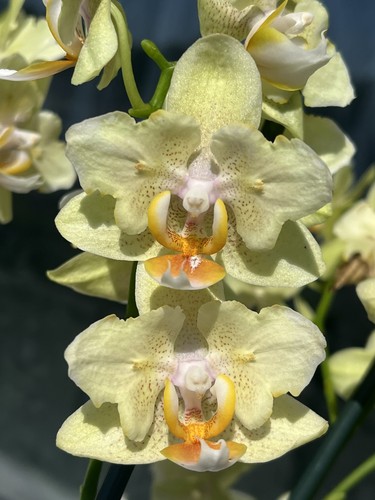 Orchidee phalaenopsis livorno - phalaenopsis,