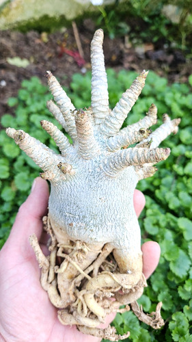 Adenium dha ppl - big, size