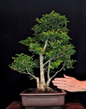 BONSAI CHINESISCHER LIGUSTER