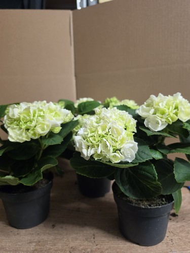 Hydrangea macrophylla