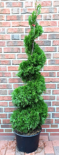 Thuja occidentalis smaragd - smaragd,