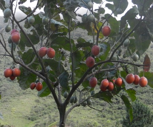 Super samen tomatenbaum wird - samen,