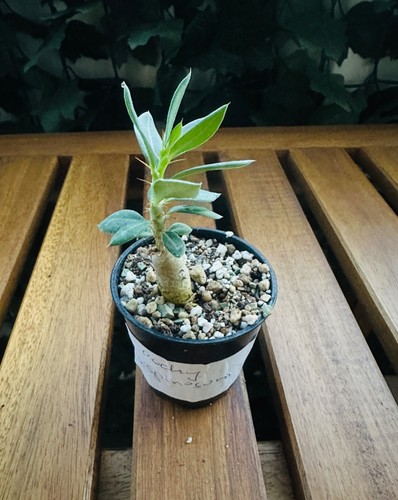 Pachypodium bispinosum - bispinosum, 🌵