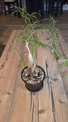 Cyphostemma elephantopus